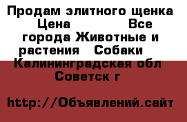 Продам элитного щенка › Цена ­ 30 000 - Все города Животные и растения » Собаки   . Калининградская обл.,Советск г.